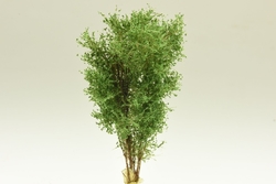 Vícekmenný strom  - do 10 cm - 2. Zelená břízová