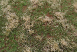 Meadow from the series "Uncultivated meadow" 19.5 x 24.5cm