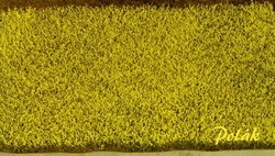 Řepkové pole kvetoucí (H0)34,5x19,5 cm