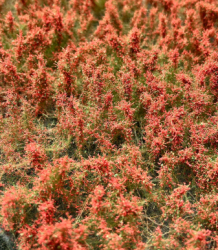 Wild bushes - Raspberries 13,8 x 10,5 cm