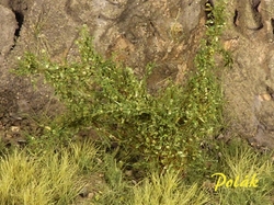 High bushes - medium leaves - Green medium 15pcs