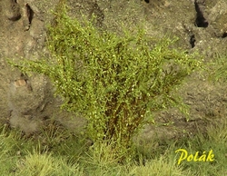 High bushes - micro leaves - Green aspen 15pcs