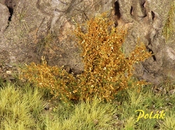 High bushes - fine foliage - Orange dark 15pcs