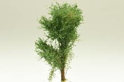 Vícekmenný strom  - do 10 cm - Zelená buková