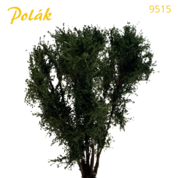 Multi-trunk tree - up to 10 cm - Green oak