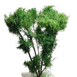 Vícekmenný strom  - do 13 cm - Zelená břízová
