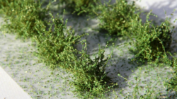 Low shrubs - micro leaves - Green aspen 14pcs