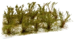 High bushes - micro leaves - Brown 15pcs