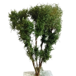 Multi-trunk tree - up to 13 cm - Hobby series