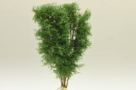 Vícekmenný strom  - do 13 cm - Zelená buková