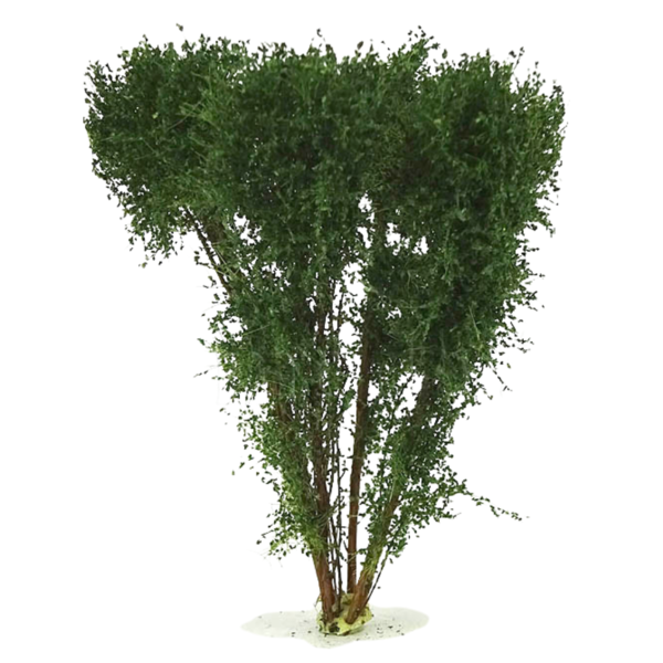 Vícekmenný strom  - do 13 cm - Zelená dubová